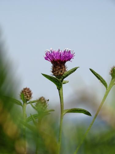 Speerdistel