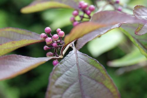 Callicarpa