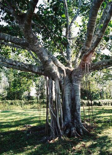 Ficusboom 