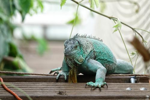 Blauwe iguana 