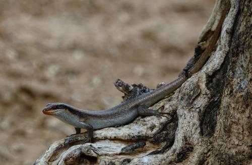 Afrikaanse gestreepte skink