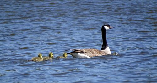 Canadees (gans) 