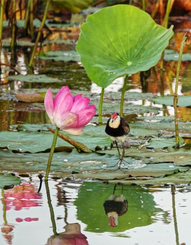 Australische jacana