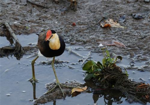 Australische jacana 