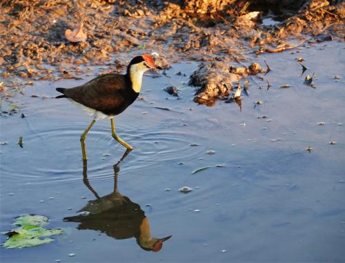 Australische jacana 