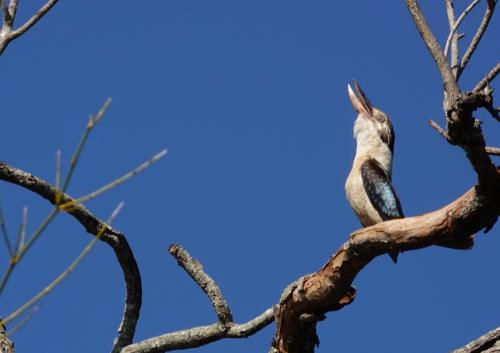 Kookaburra 