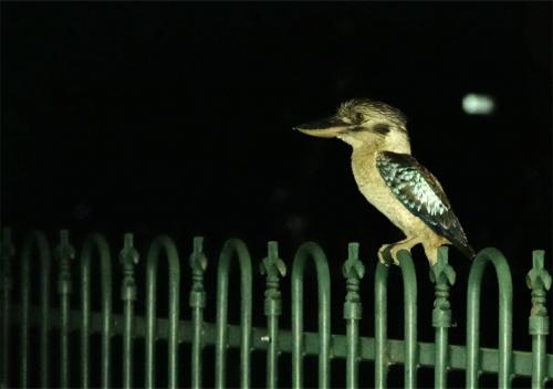 Blauwvleugelkookaburra 