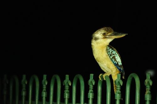 Blauwvleugelkookaburra 