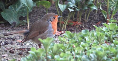 Roodborst 