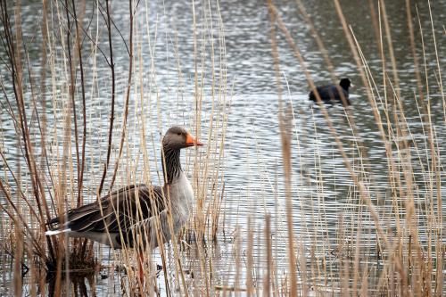 Grauwe gans