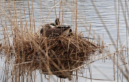 Gans op nest