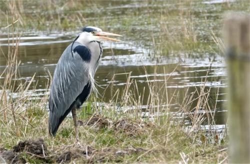 Blauwe reiger