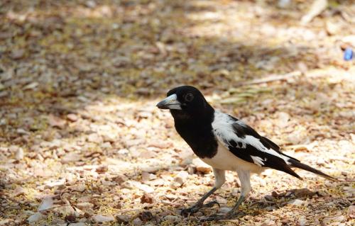 Zwartkeelorgelvogel 