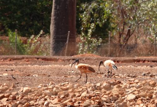 Oranje ibis 