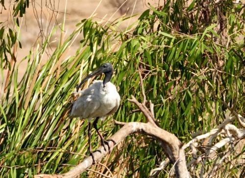 Heilige ibis 