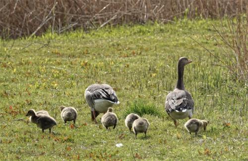 Familie gans