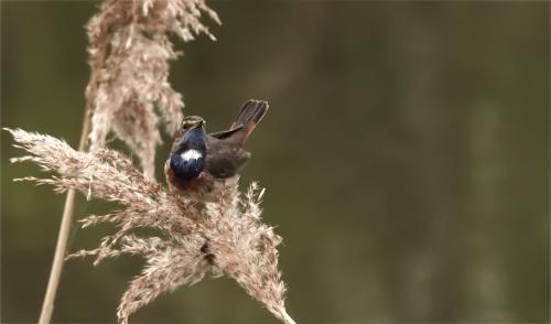 Blauwborst