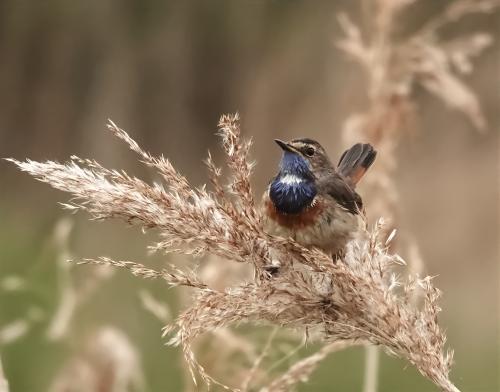 Blauwborst