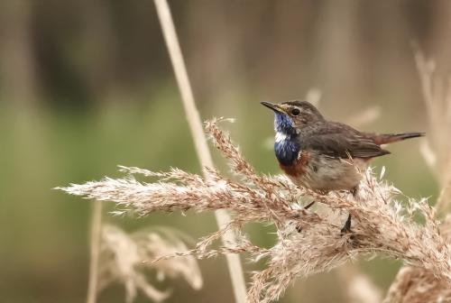 Blauwborst