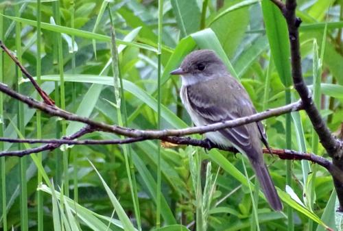 Alder flycatcher 