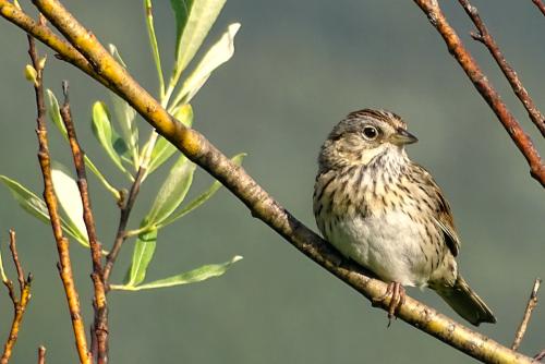 Song sparrow