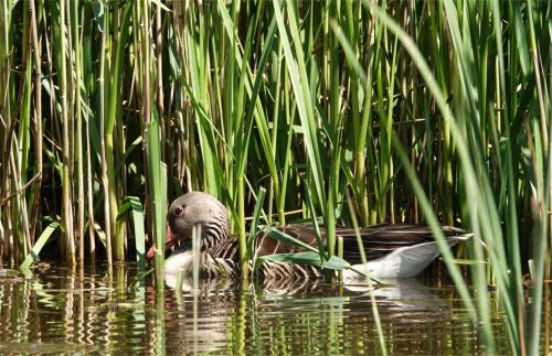 Grauwe gans