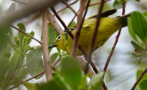 Mangrove brilvogel 