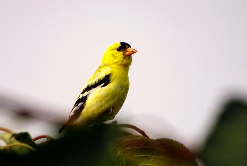 American goldfinch