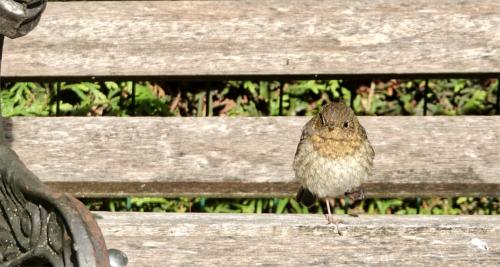 Roodborst