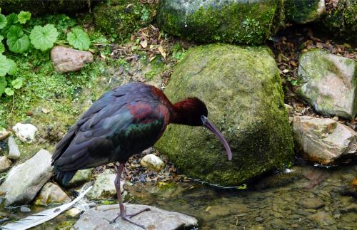 Zwarte ibis of glansibis