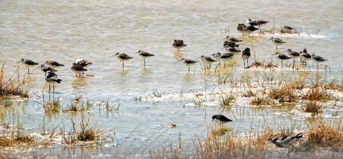 Watervogels 