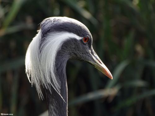 Jufferkraanvogel 