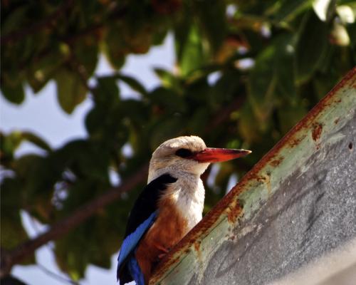 IJsvogel 