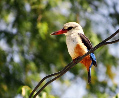 IJsvogel