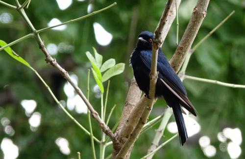 Treurdrongo 