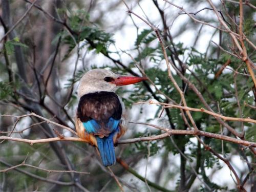 IJsvogel 