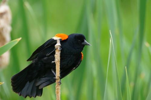 Redwinged blackbird 