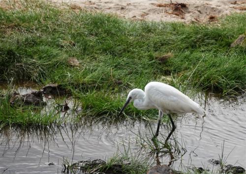 Kleine zilverreiger