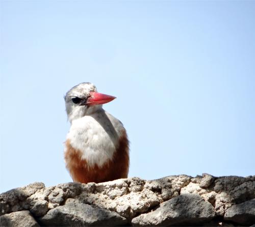 IJsvogel 