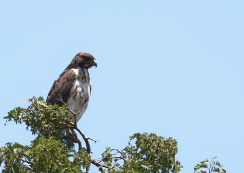 Augurbuizerd