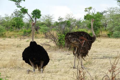 Struisvogels 