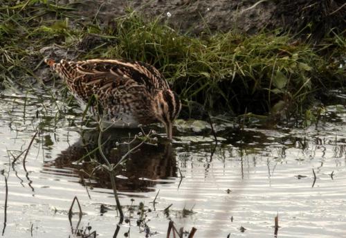 Watersnip 