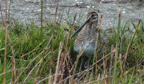 Watersnip 