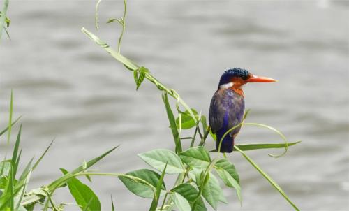 Malachiet-ijsvogel