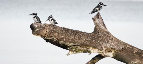 Bonte-ijsvogelTanzania