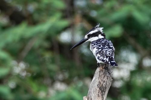 Gestreepte ijsvogel