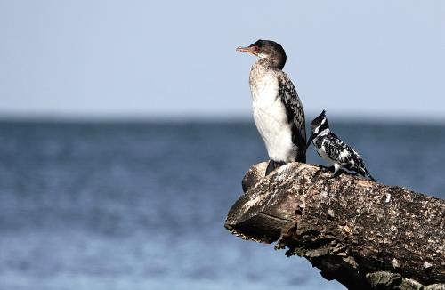 Aalscholver - ijsvogel