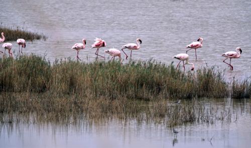 Flamingos