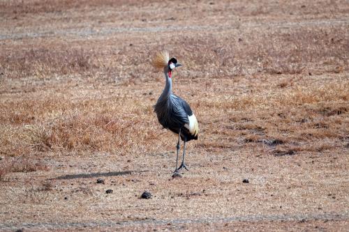 Zwarte kroonkraanvogel