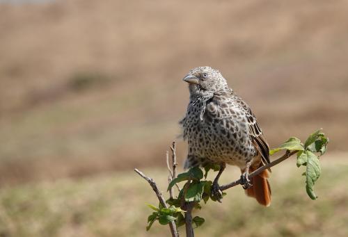 RoodstaartweverTanzania